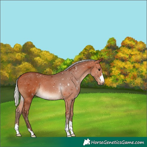 Horse Color:Silver Bay 