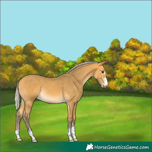 Horse Color:Silver Buckskin 