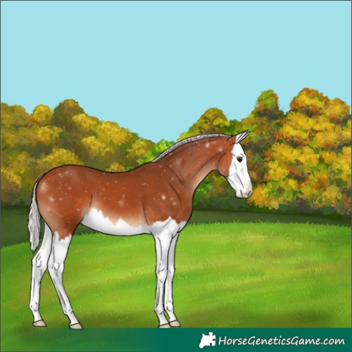 Horse Color:Silver Bay Splash 