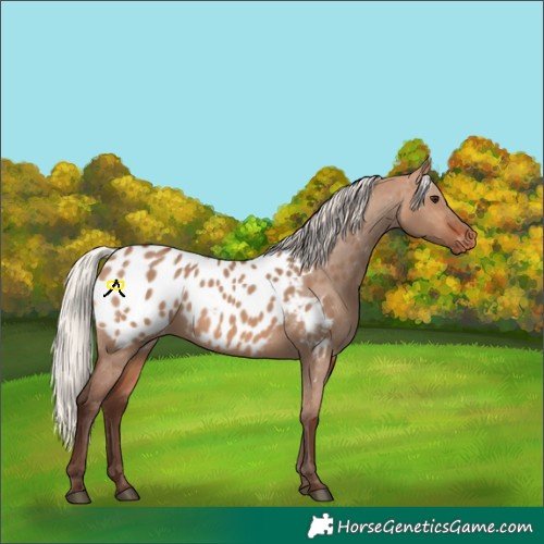 Horse Color:Silver Brown Dun Blanket 