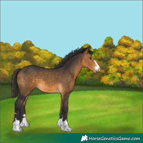 Horse Color:Buckskin
