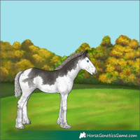 Horse Color:Gray Silver Black Splash Tobiano 