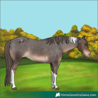 Horse Color:Liver Chestnut Tobiano Appaloosa