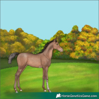 Horse Color:Sable Champagne Tobiano Rabicano 