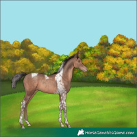 Horse Color:Sable Champagne Tobiano Rabicano