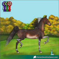 Horse Color:Brown Tobiano