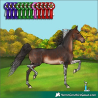 Horse Color:Brown Tobiano 
