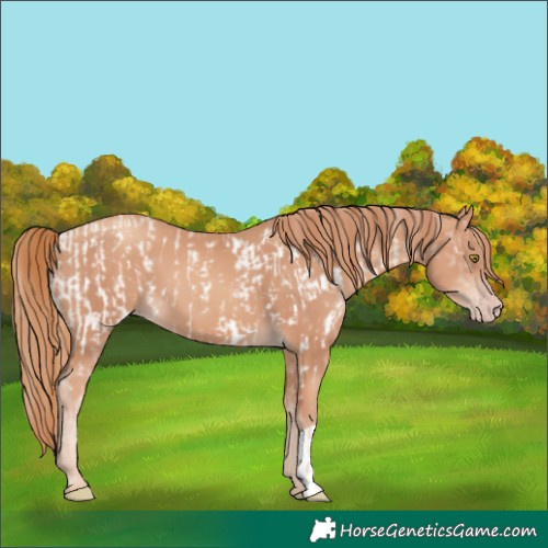 Horse Color:Gold Champagne Appaloosa  and Gold Champagne 