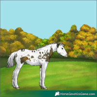 Horse Color:Brown Splash Tobiano 
