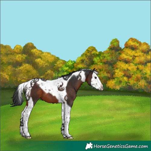 Horse Color:Brown Splash Tobiano