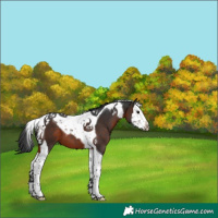 Horse Color:Brown Splash Tobiano 