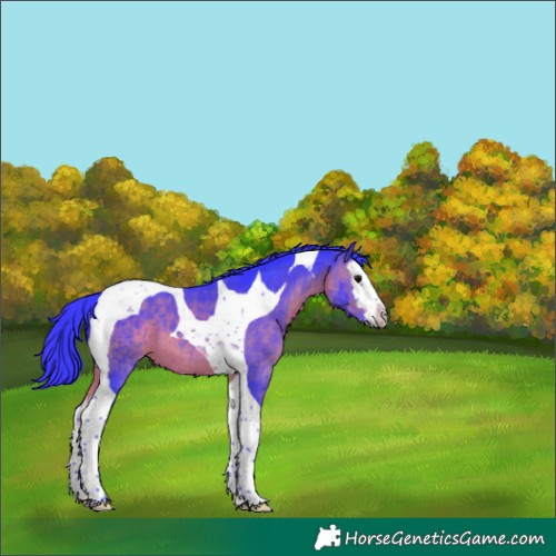 Horse Color:Watercolor Brown Splash Tobiano 