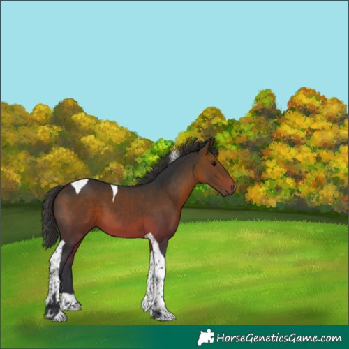 Horse Color:Brown Tobiano