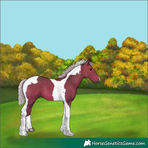 Horse Color:Silver Bay Tobiano