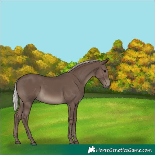 Horse Color:Silver Black 