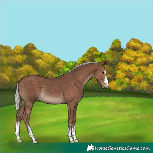 Horse Color:Silver Black