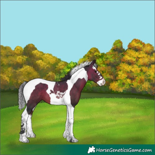 Horse Color:Brown Splash Tobiano