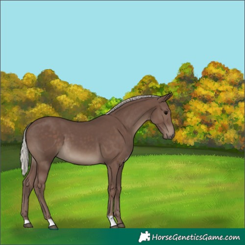 Horse Color:Silver Black 