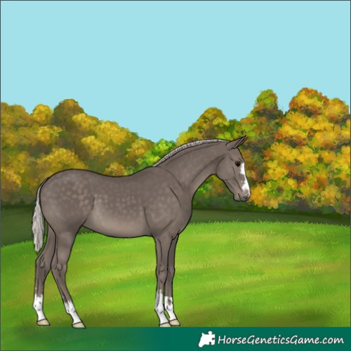 Horse Color:Silver Black 
