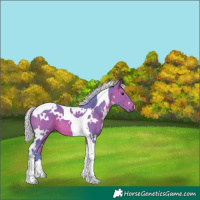 Horse Color:Watercolor White Spotted Silver Bay Tobiano 