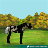 Horse Color:White Spotted Bay Splash Tobiano