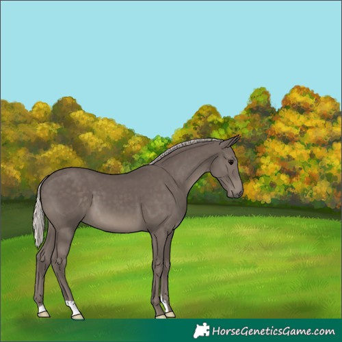 Horse Color:Silver Black 