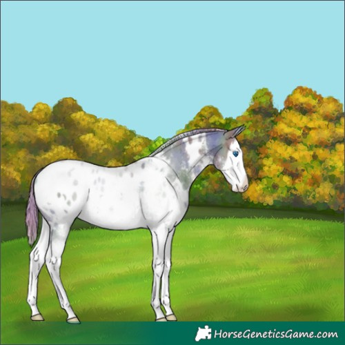 Horse Color:Nacre White Spotted Silver Brown Splash Appaloosa 