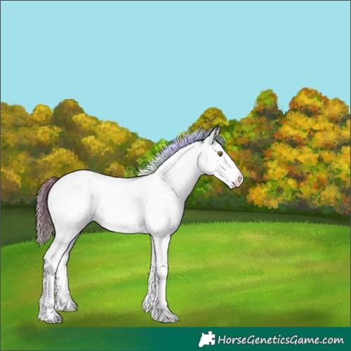 Horse Color:Nacre White Spotted Liver Chestnut Ice Splash Tobiano Appaloosa