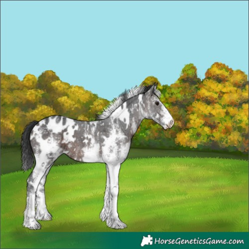 Horse Color:White Spotted Brown Appaloosa 