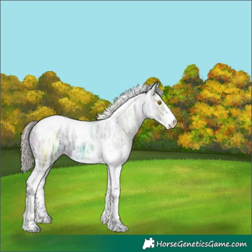 Horse Color:White Spotted Silver Black Ice Tobiano Appaloosa 