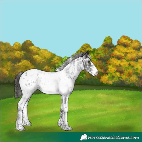 Horse Color:White Spotted Liver Chestnut Near Leopard 