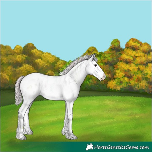 Horse Color:White Spotted Silver Brown Ice Splash Appaloosa 