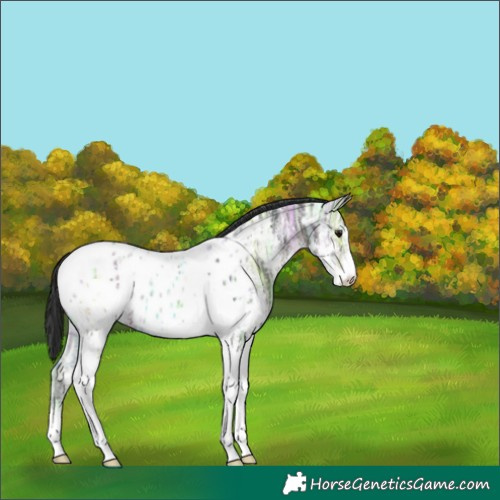 Horse Color:White Spotted Brown Ice Tobiano Appaloosa 