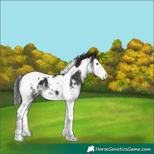 Horse Color:White Spotted Liver Chestnut Splash Tobiano Appaloosa 