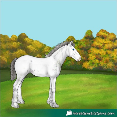 Horse Color:White Spotted Liver Chestnut Ice Splash Tobiano Appaloosa