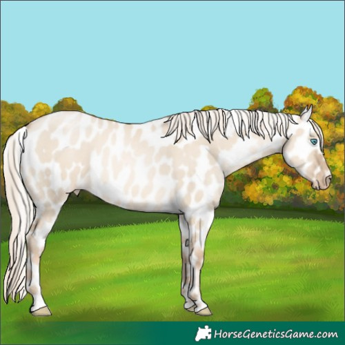Horse Color:Chocolate Palomino Pearl Dun Appaloosa 