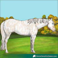 Horse Color:Chocolate Palomino Pearl Dun Appaloosa