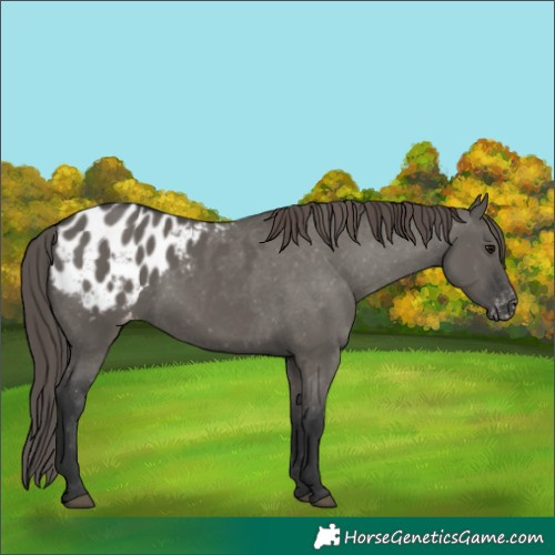 Horse Color:Grullo Appaloosa 