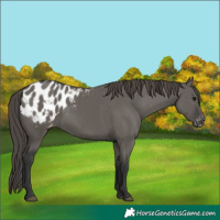 Horse Color:Grullo Appaloosa