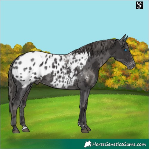 Horse Color:Smoky Black Merle Appaloosa 