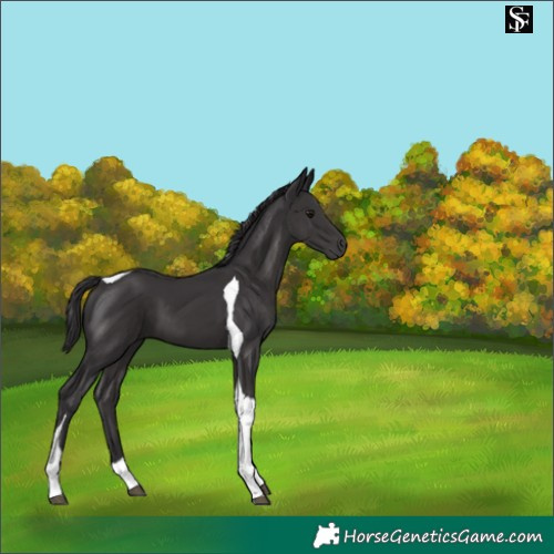 Horse Color:Smoky Black Tobiano 