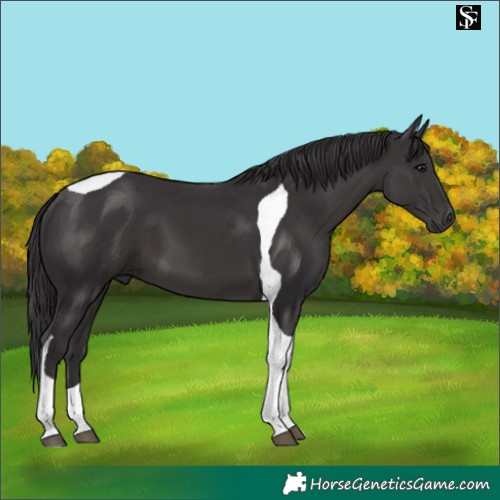 Horse Color:Smoky Black Tobiano 