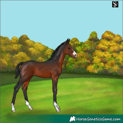 Horse Color:Brown 