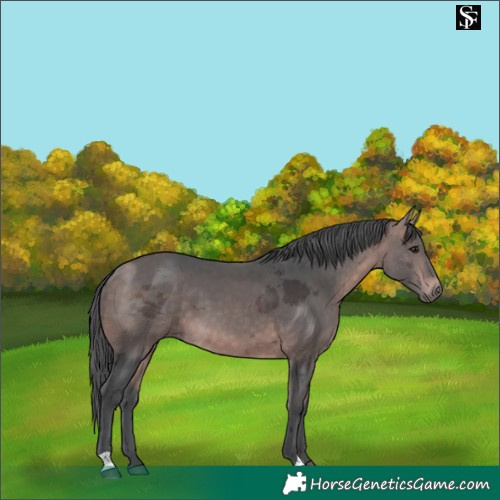 Horse Color:Platinum Bay Merle 