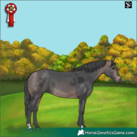 Horse Color:Platinum Bay Merle 