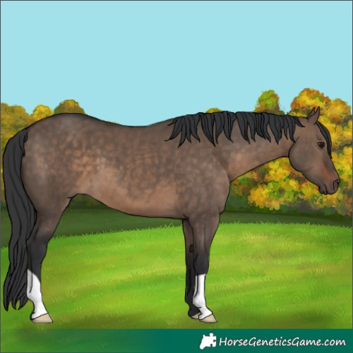 Horse Color:Brown Dun 