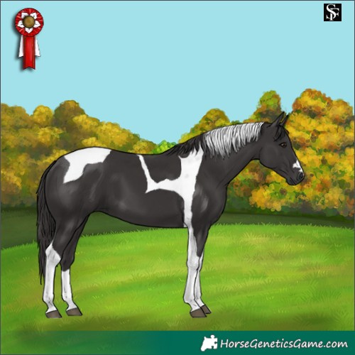 Horse Color:Smoky Black Tobiano 
