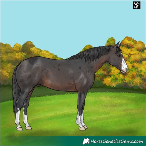 Horse Color:Brown Merle 