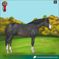 Horse Color:Brown Merle 