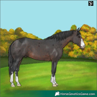 Horse Color:Brown Merle 